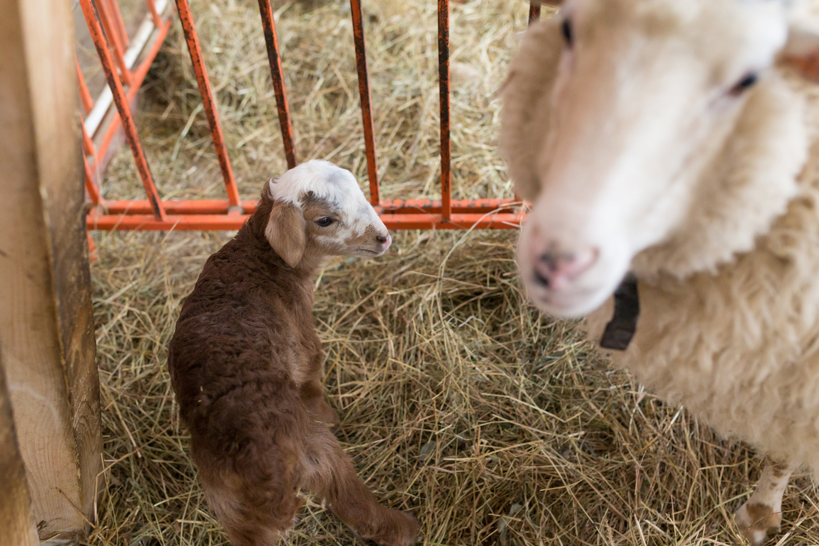 На «Городской ферме» ВДНХ — вновь радостное пополнение. 23 января 2017 года здесь родилась овечка, которую назвали Настей.