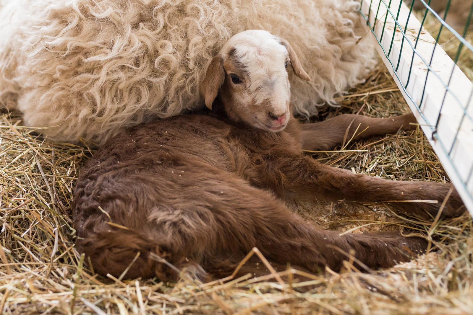 На «Городской ферме» ВДНХ — вновь радостное пополнение. 23 января 2017 года здесь родилась овечка, которую назвали Настей.